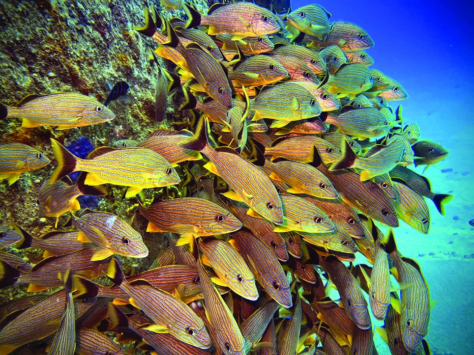 Coral Reefs of St Maarten