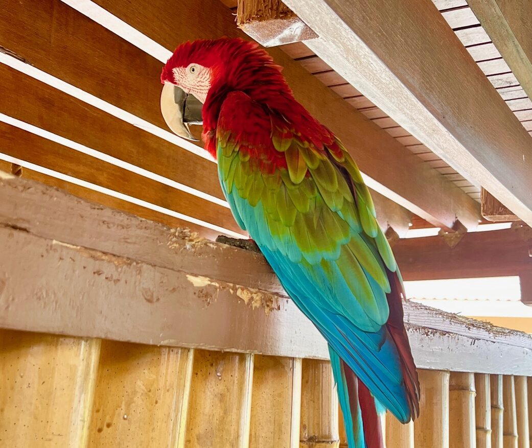 Gizmo the beloved parrot from DIvi Little Bay Beach Resort