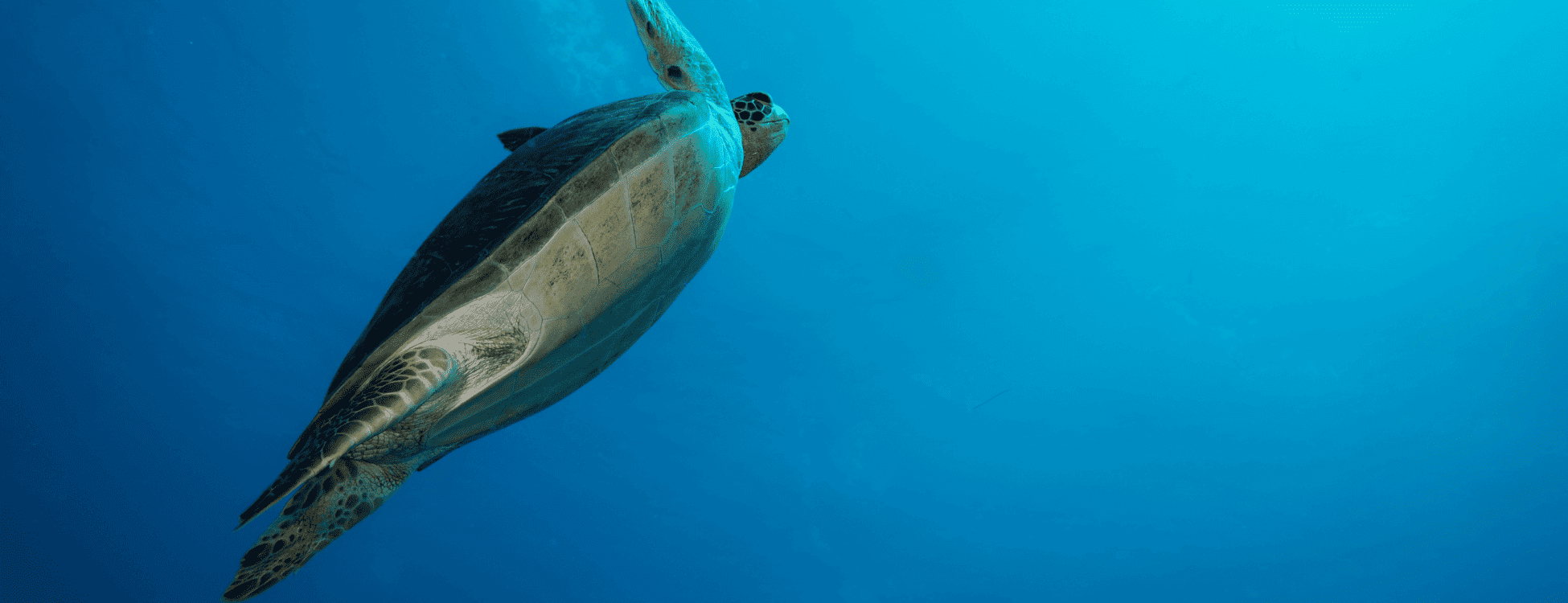 Turtle at Dawn Beach near Dawn Beach Club