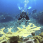 A diver diving with coral