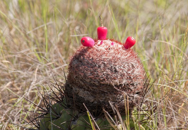 picture of the pope's head cactus (melocactus) in st. maarten